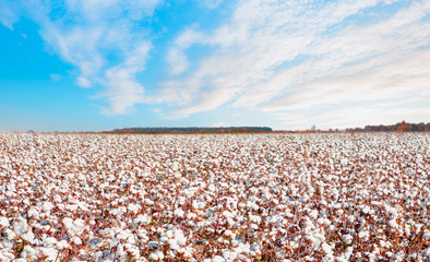 Cotton field ready for harvesting