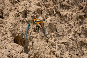 European bee-eater or Merops Apiaster in natural habitat