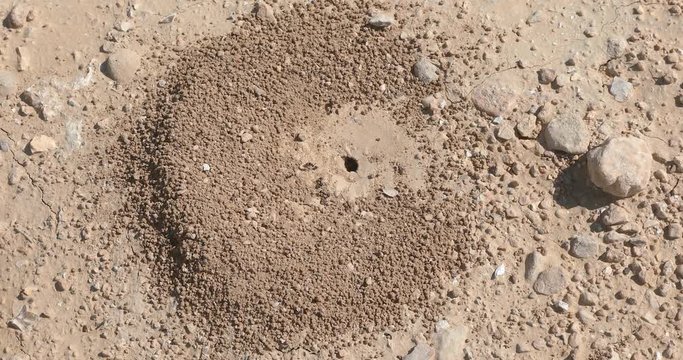 Slow zooming on small black ants builds a anthill in desert