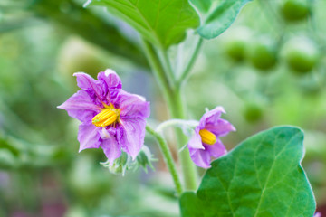 Fototapeta premium Purple flowers on an eggplant bush in a greenhouse. Agricultural concept, farming season