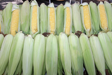 Fresh corn cobs with leaves. Organic sweet corn. Maize. Full frame cover photo. Vegetable background texture. Diet and healthy eating concept.