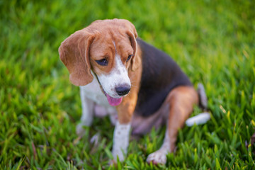 A cute beagle dog sitting  outdoor in the grass field on sunny day.