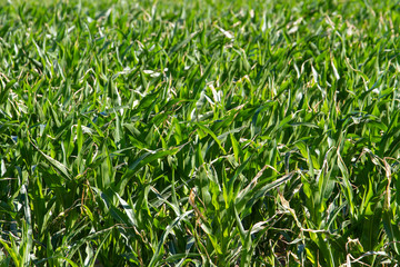 Juicy green shoots grow in the field in the summer