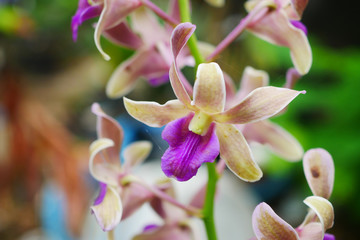 Pink and orange Dendrobium orchid flowers.