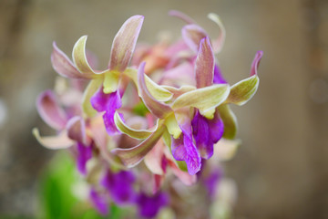 Pink and orange Dendrobium orchid flowers.