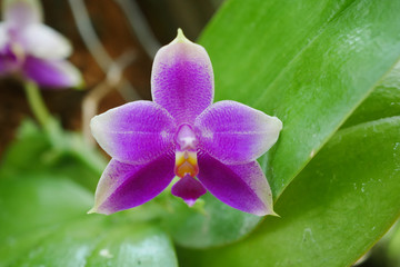 Purple Phalaenopsis orchid species,phalaenopsis violacea,blooming in garden.