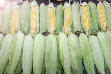 Fresh corn cobs with leaves. Organic sweet corn. Maize. Full frame cover photo. Vegetable background texture. Diet and healthy eating concept.