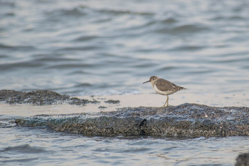Dunlin