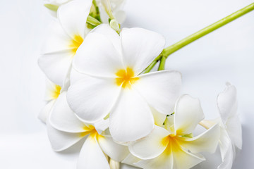Close up plumeria flowers panicle on white background
