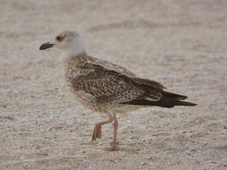 a seagull sitting
