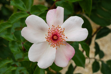 Fototapeta na wymiar Rosa blühende Strauchrose (Buschrose, Zwergrose). Rosen symbolisieren (vor allem in Rot) die Liebe und die Romantik. Nahaufnahme; Detailaufnahme; Makroaufnahme