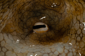 Chromatophores pattern on octopus skin in Japan