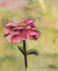 Butterfly on a flower. Beautiful butterfly on a pink zinnia flower, drawing.