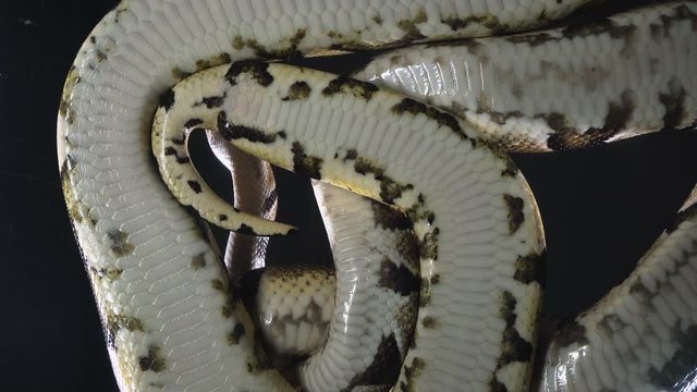 Video of phytons, camera rushed down
