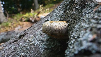 Spherical mushrooms on the tree in a crimea forest