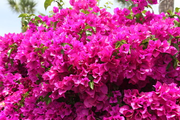 bougainvillea