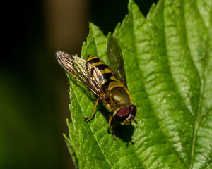 Hover Fly sitting on green leaf.