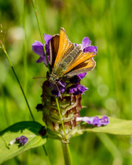 Skipper Moth, winged insect, on flower.