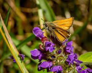 Skipper Moth, winged insect, on flower.