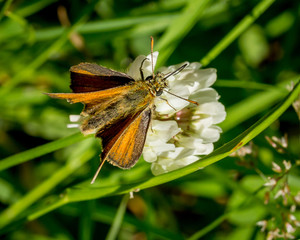 Fototapeta premium Skipper Moth, winged insect, on flower.