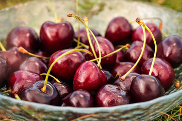 Red ripe sweet cherry in a glass bowl on green grass.