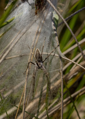 Nursery Spider sitting on web.