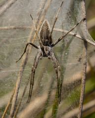 Nursery Spider sitting on web.