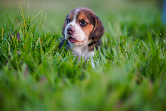 A cute beagle puppy 1 month lying on the green grass field.