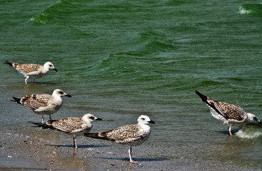 seagulls on the seashore
