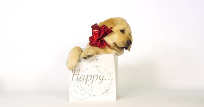 Yellow Labrador Retriever, Puppy offered as a Gift on White Background, yawning, Normandy, Slow Motion 4K