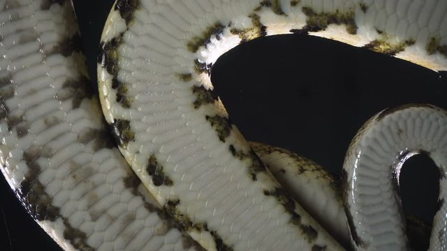 Video of royal phyton, camera rushed down