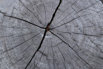 close up tree stump texture background