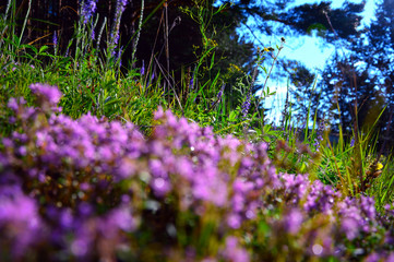 Flowering Thyme in July. Landscape. Wildlife. (lat. Thymus)