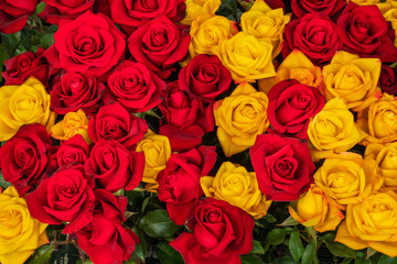 Gelb und dunkelrot blühende Rosen