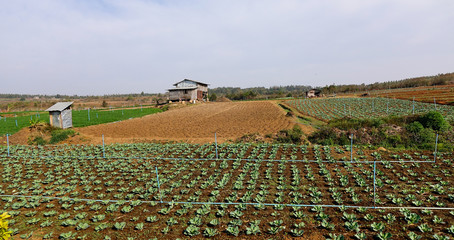 Obraz premium Organic vegetable (green salad) field