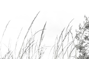 Black and White Grass fields isolated on white sky