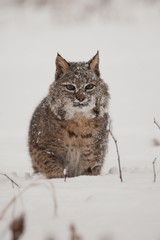 Bobcat stalking in snow, taken in central MN under controlled conditions