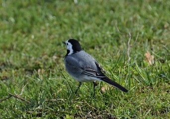 the Motacilla alba bird 
