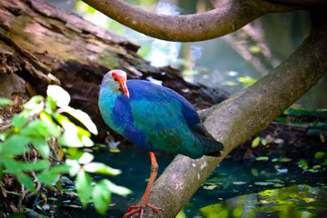 purple gallinule on the branch