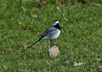 the Motacilla alba bird 
