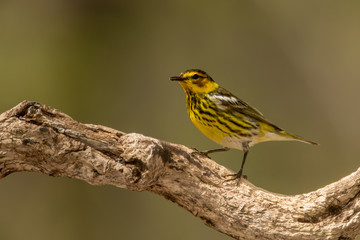 Cape May Warbler adult male taken in southern MN