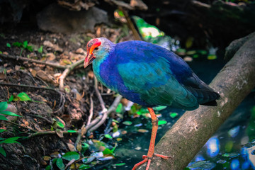purple gallinule on the branch