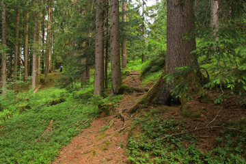 Fototapeta na wymiar Hikingtrail to Filzmoos Moor in the holiday destination Wildschönau - Niederau, Tyrol - Austria