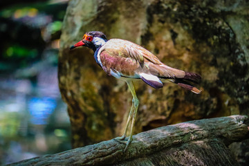  Red-wattled Lapwing