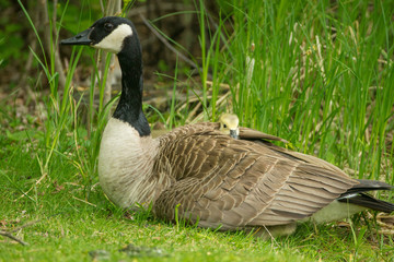 Canada Goose adult with gosling taken in southern MN