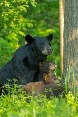 Black bear mother and cub taken in northern MN