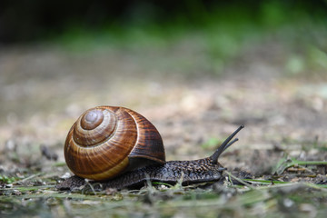Big snail in shell crawling. Curious snail in the garden