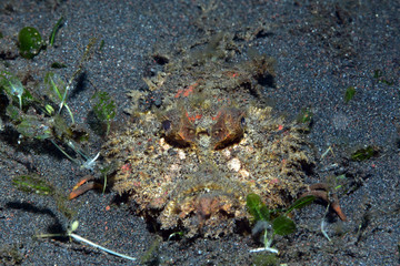 Underwater world - Bearded Stinger -Inimicus didactylus. Poisonous and dangerous monster fish. Diving and underwater photography. Tulamben, Bali, Indonesia. 