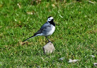 the Motacilla alba bird 