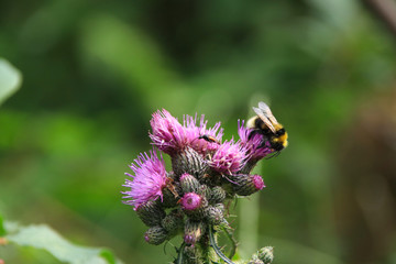 Beautiful nature (a bumblebee on a thistle) along the hikingtrail to Filzmoos Moor in the holiday destination Wildschönau - Niederau, Tyrol - Austria